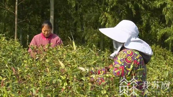 益通网 首批早春茶提前半个月开采上市