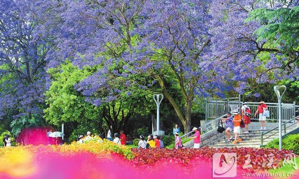 粤友钱配资 花开满城惹人醉